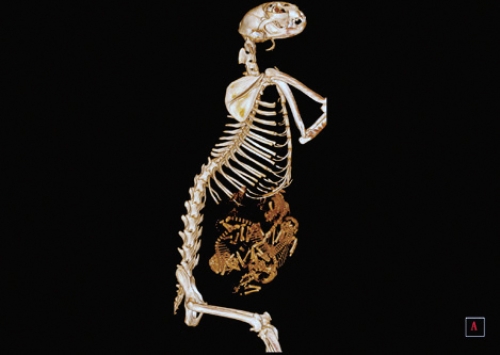 Imagine One Vet - New Edition